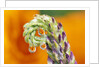 Poppy Reflected in Lupine by Anonymous