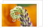 Poppy Reflected in Lupine by Anonymous