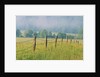 Rural Fence by Anonymous