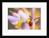 Ladybug Crawling by Anonymous
