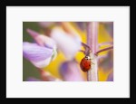 Ladybug Crawling by Anonymous
