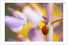 Ladybug Crawling by Anonymous