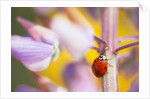 Ladybug Crawling by Anonymous