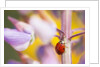 Ladybug Crawling by Anonymous