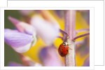 Ladybug Crawling by Anonymous
