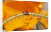 Ladybug Crawling by Anonymous