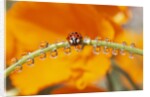 Ladybug Crawling by Anonymous