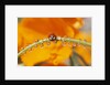 Ladybug Crawling by Anonymous
