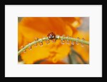 Ladybug Crawling by Anonymous