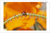 Ladybug Crawling by Anonymous