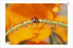 Ladybug Crawling by Anonymous