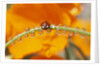 Ladybug Crawling by Anonymous