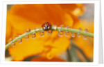 Ladybug Crawling by Anonymous