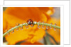 Ladybug Crawling by Anonymous