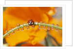 Ladybug Crawling by Anonymous