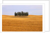 Cluster of Cypress Trees by Anonymous