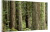 Redwood Forest in Redwood National Park by Anonymous