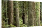 Redwood Forest in Redwood National Park by Anonymous