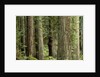 Redwood Forest in Redwood National Park by Anonymous