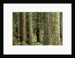 Redwood Forest in Redwood National Park by Anonymous