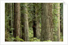 Redwood Forest in Redwood National Park by Anonymous