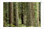 Redwood Forest in Redwood National Park by Anonymous
