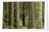 Redwood Forest in Redwood National Park by Anonymous