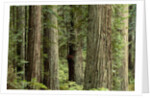 Redwood Forest in Redwood National Park by Anonymous