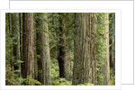 Redwood Forest in Redwood National Park by Anonymous