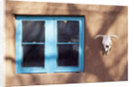 Skull and Window on Adobe Building by Anonymous