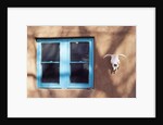 Skull and Window on Adobe Building by Anonymous