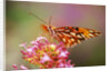 Butterfly Perching on Flower by Anonymous