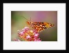 Butterfly Perching on Flower by Anonymous