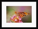 Butterfly Perching on Flower by Anonymous