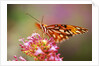 Butterfly Perching on Flower by Anonymous