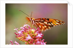 Butterfly Perching on Flower by Anonymous