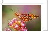 Butterfly Perching on Flower by Anonymous