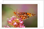 Butterfly Perching on Flower by Anonymous