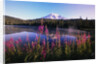 Mount Rainier Reflecting in Lake by Anonymous