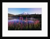 Mount Rainier Reflecting in Lake by Anonymous
