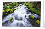 Rushing Stream by Anonymous