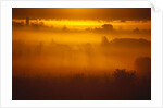 Early Morning Mist by Anonymous