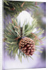 First Snow Clinging to Pine Cone by Anonymous