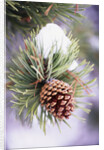 First Snow Clinging to Pine Cone by Anonymous