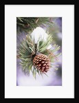 First Snow Clinging to Pine Cone by Anonymous