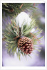 First Snow Clinging to Pine Cone by Anonymous