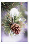 First Snow Clinging to Pine Cone by Anonymous