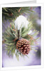 First Snow Clinging to Pine Cone by Anonymous