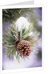 First Snow Clinging to Pine Cone by Anonymous