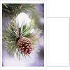First Snow Clinging to Pine Cone by Anonymous